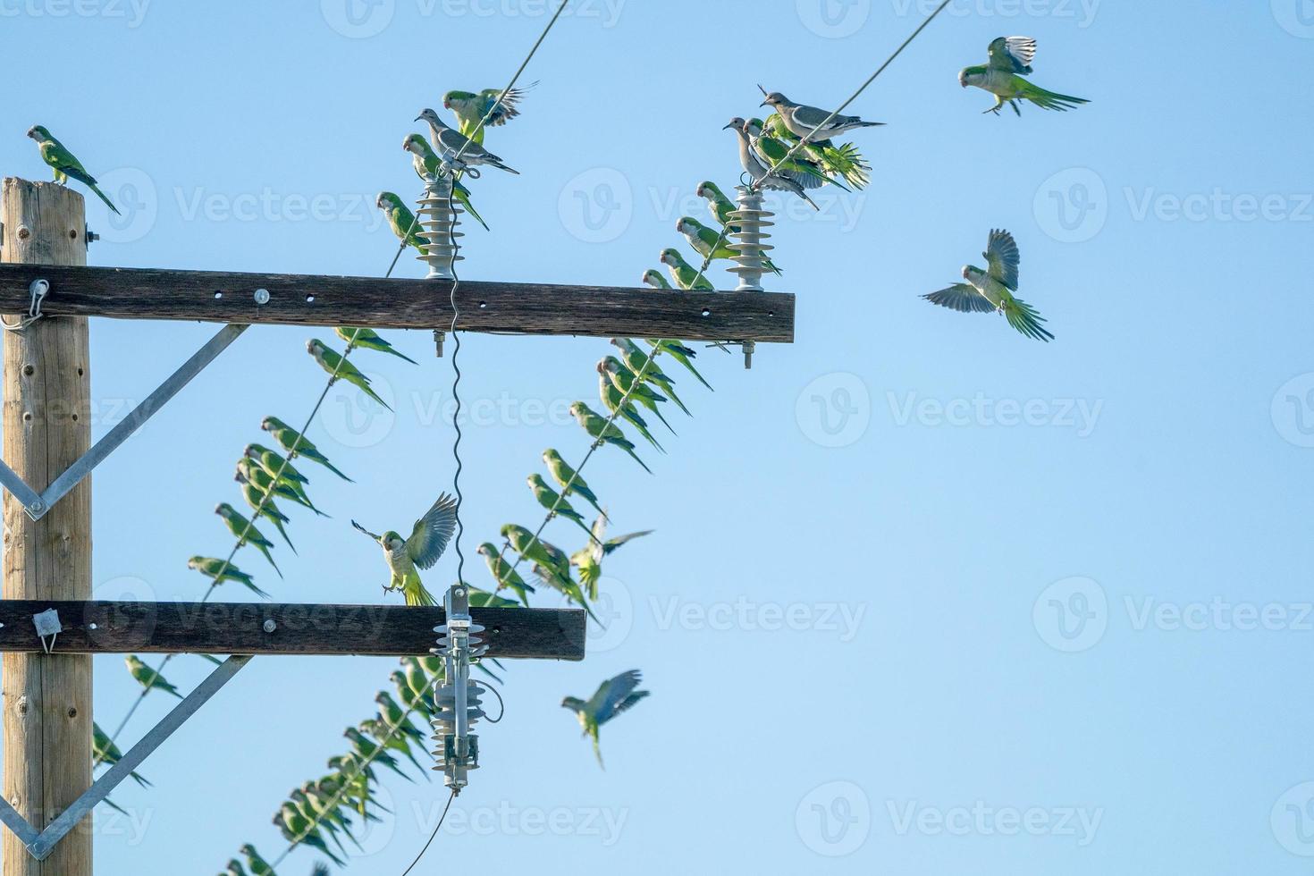 many green parrots on cable photo