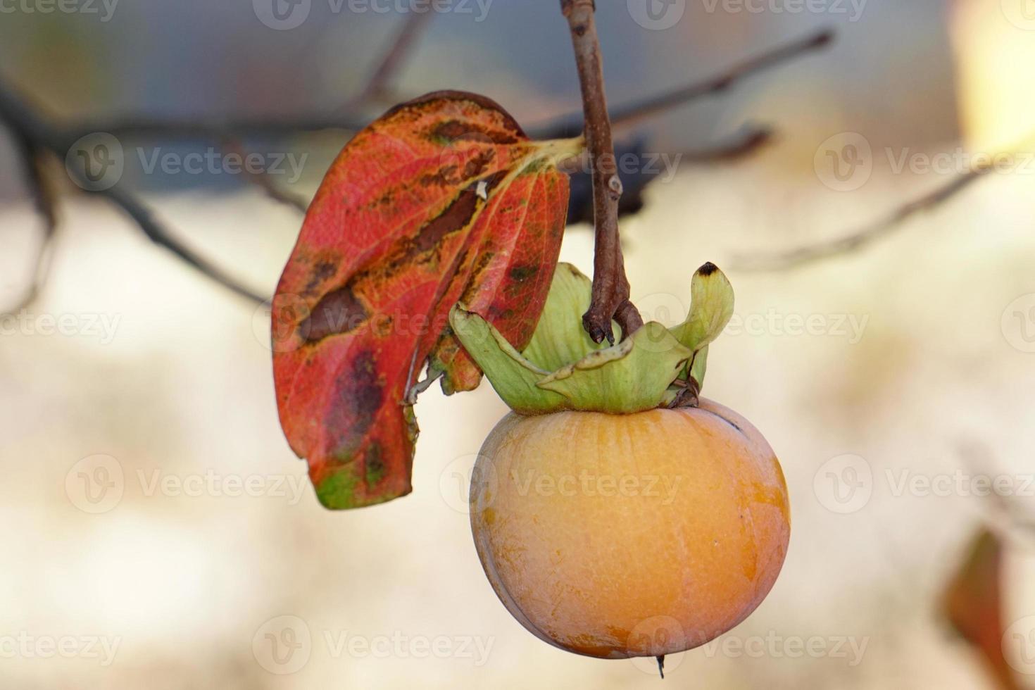 persimmon fruit on kaki tree photo