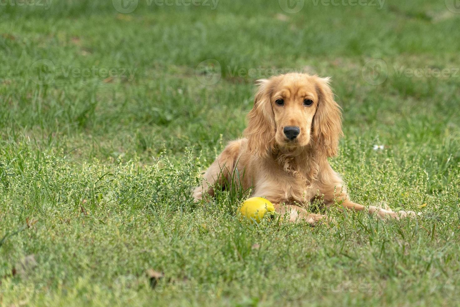 puppy dog cocker spaniel portrait on grass photo