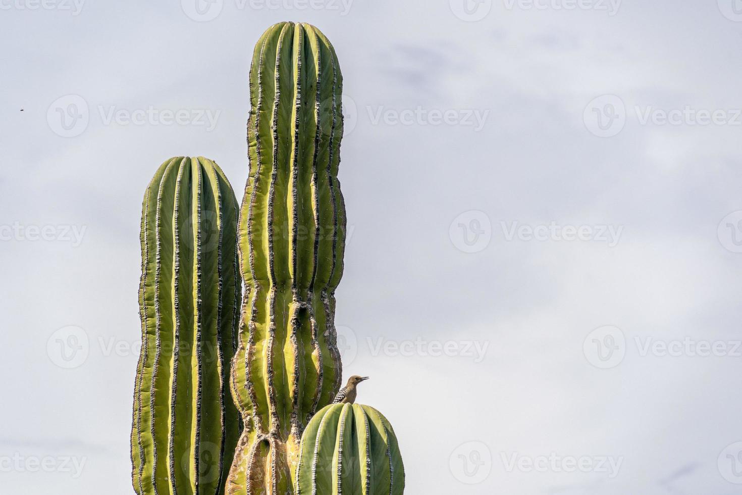 pájaro en cactus del desierto de baja california foto