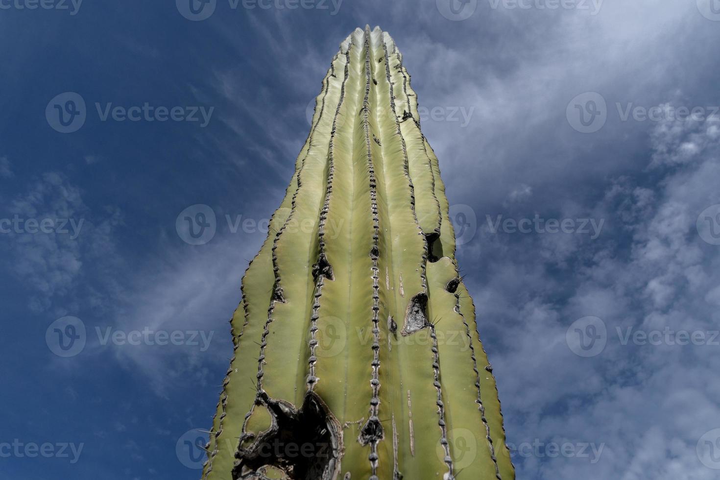 cactus del desierto de baja california foto