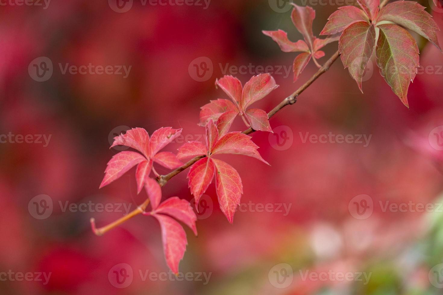 autumn leaves color photo
