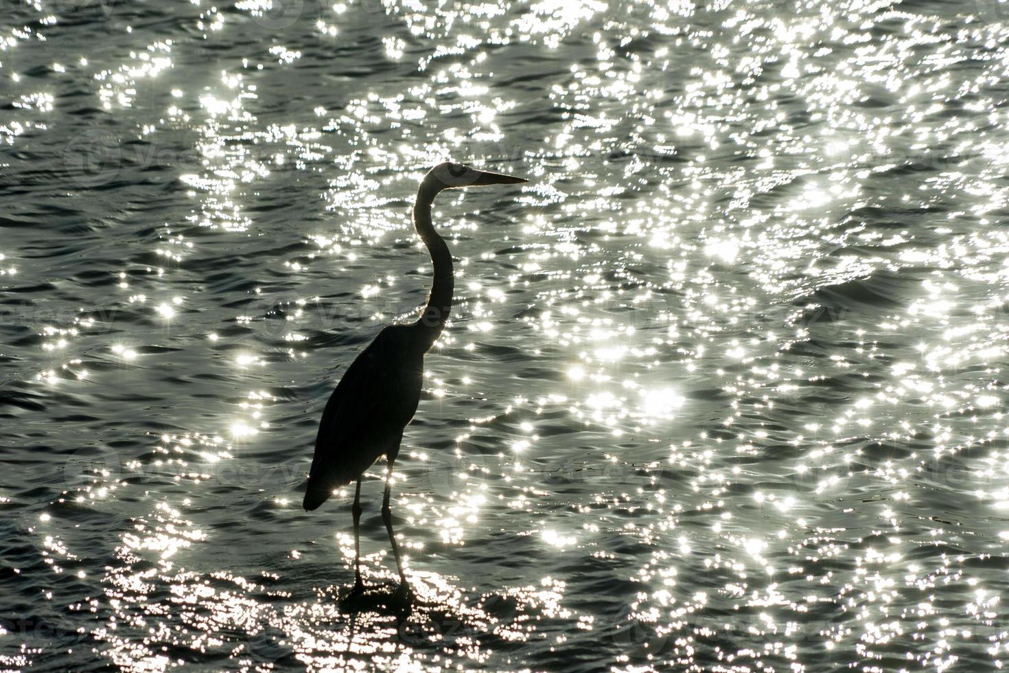 Heron silhouette on the sea photo