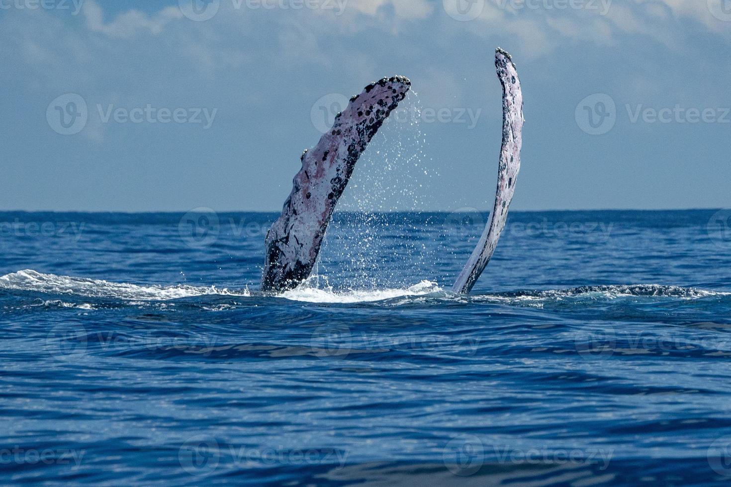 humpback whale slapping fin in cabo san lucas 18808407 Stock Photo at Vecteezy