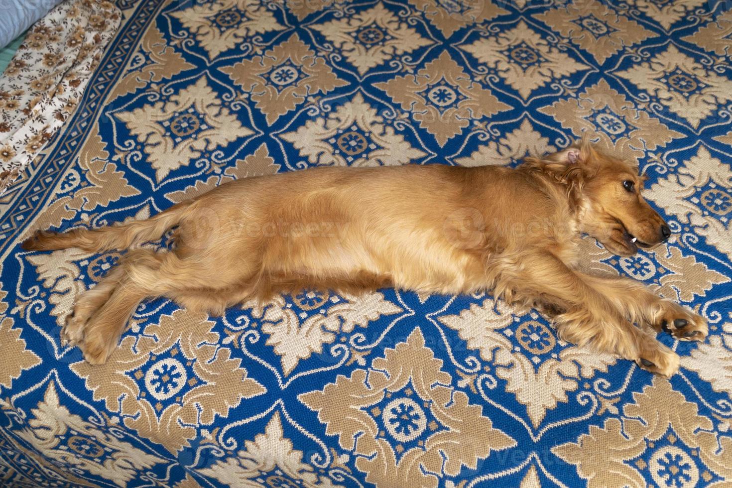 puppy dog cocker spaniel relaxing and sleeping on a bed photo