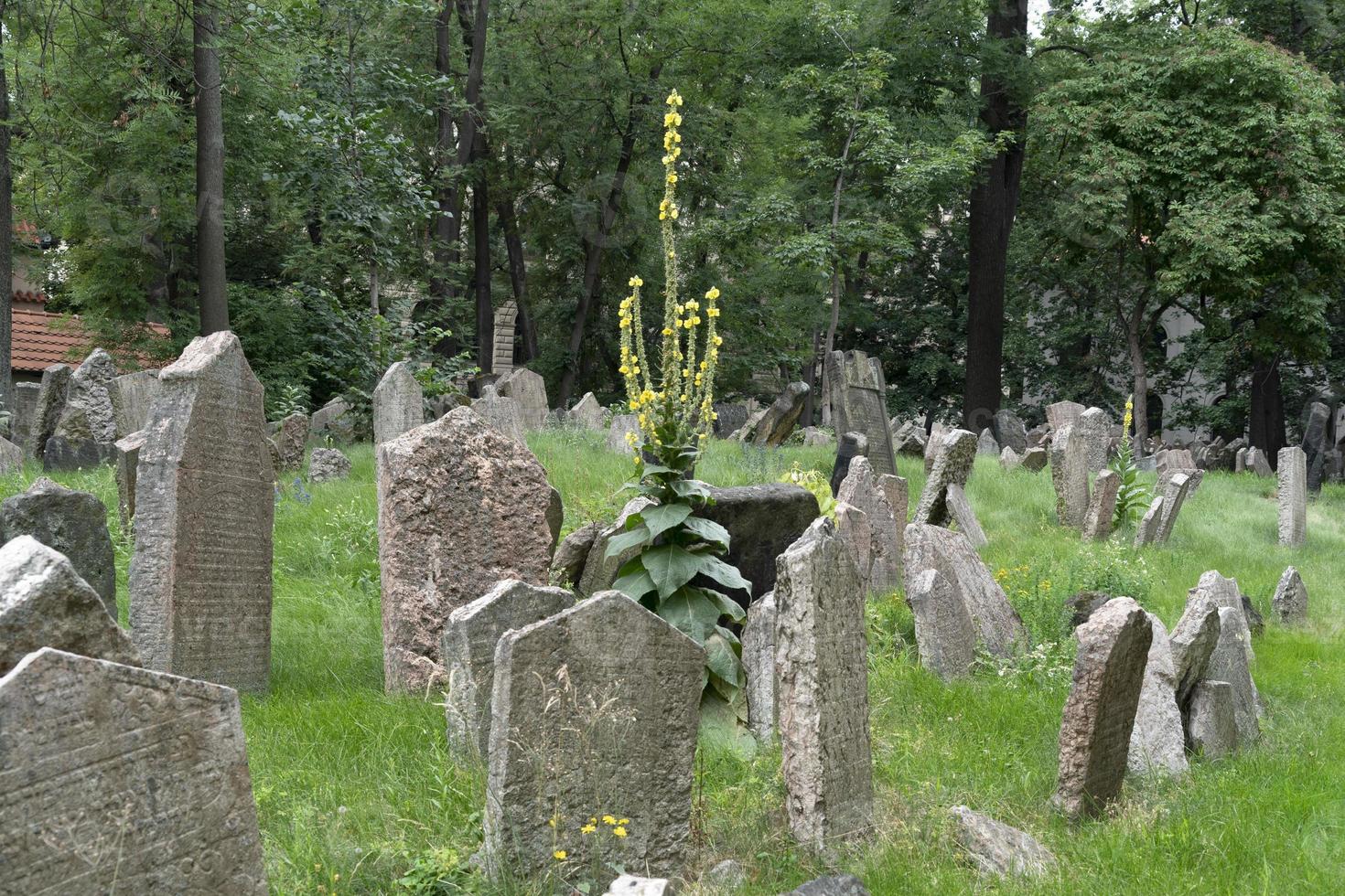 jewish old cemetery in prague photo