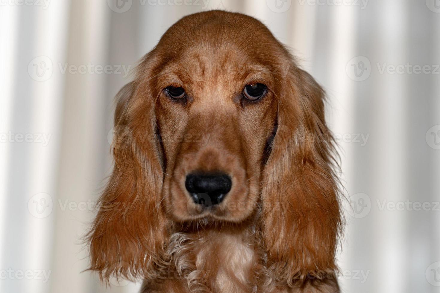 puppy dog cocker spaniel portrait looking at you photo