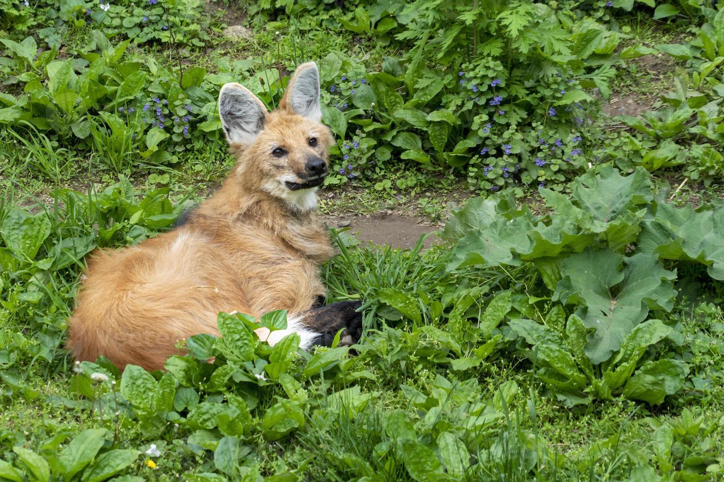 Maned wolf close up portrait photo