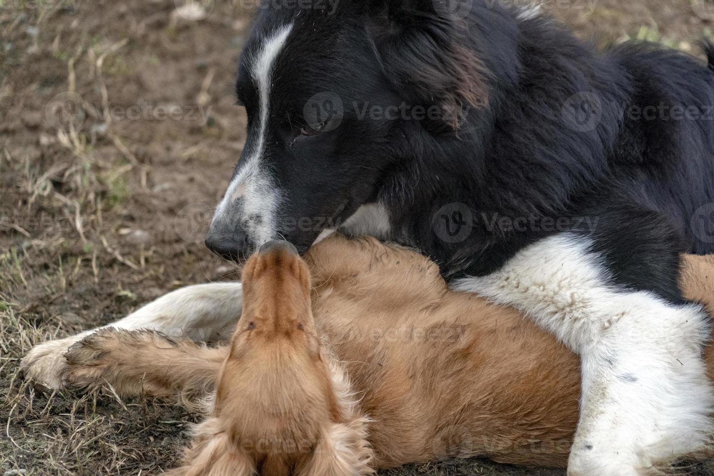 in love kissing puppy dog cocker spaniel and border collie photo