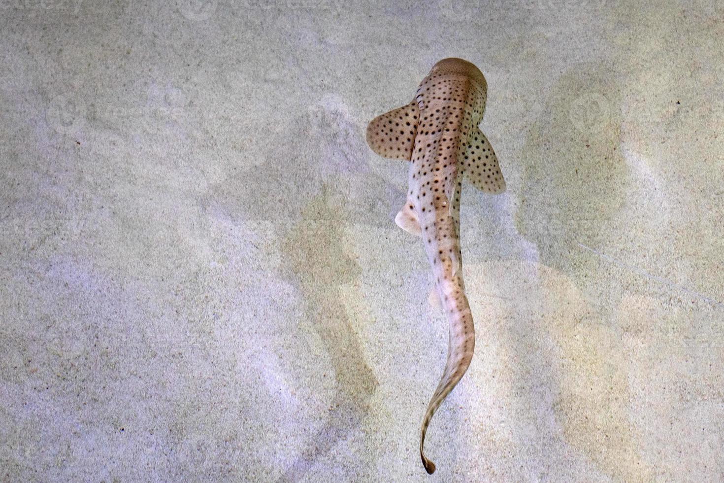 juvenile zebra shark underwater portrait swimming in shallow waters photo