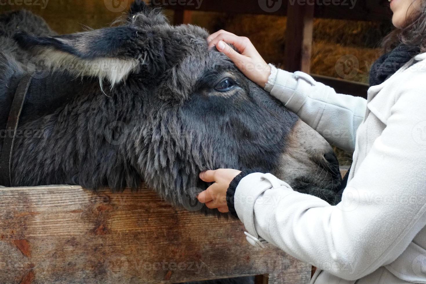 christmas donkey in stable photo