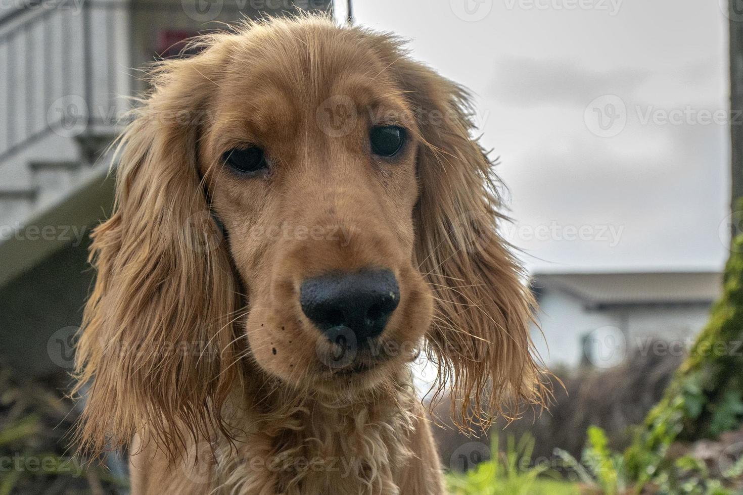 lindo cachorro perro cocker spaniel retrato mirándote en el patio foto