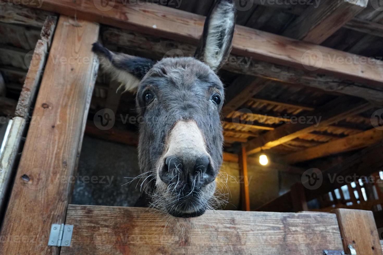 christmas donkey in stable photo