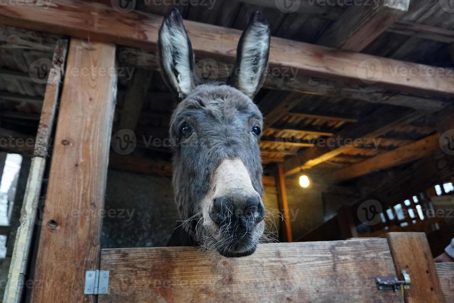 christmas donkey in stable photo