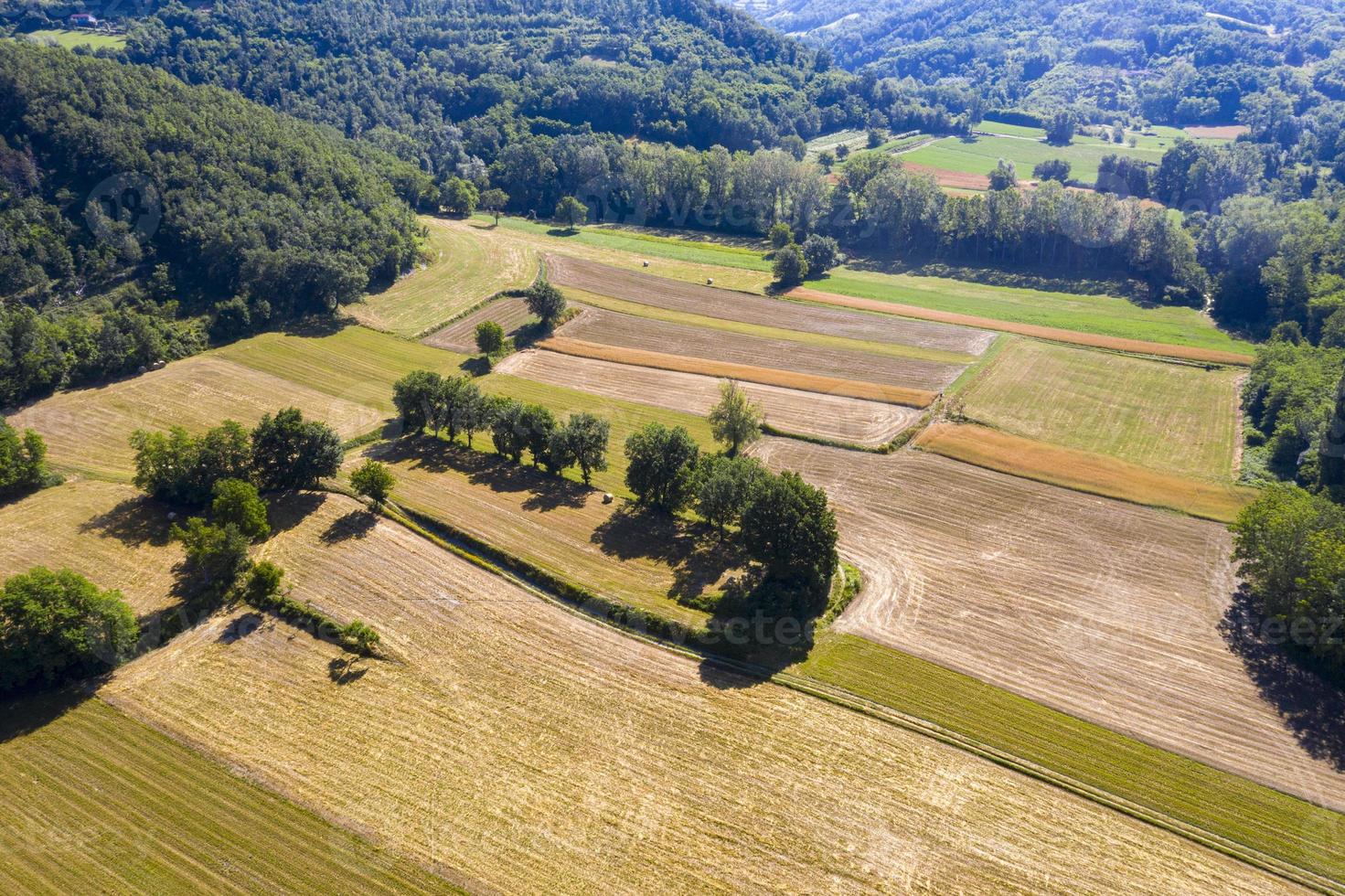 panorama de drones aéreos de campos de cultivo de trigo maduro foto