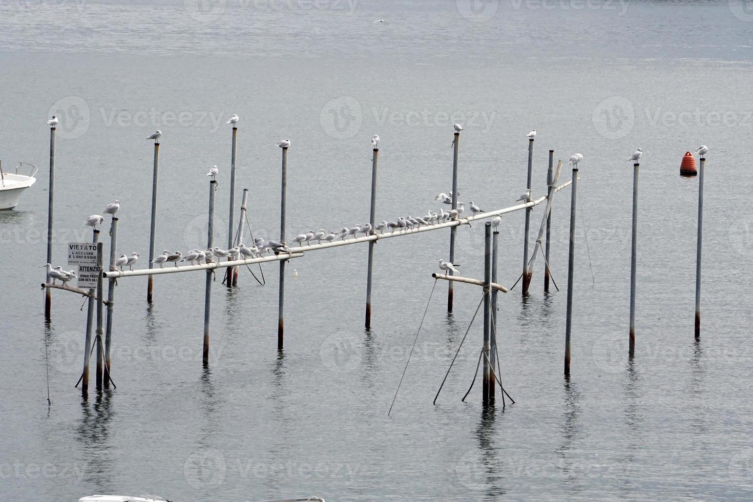 Mussal farm in mediterranean sea photo