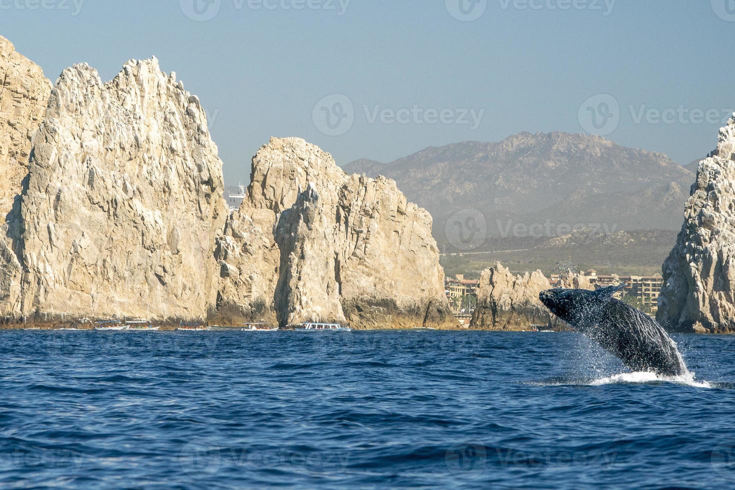humpback whale breaching in cabo san lucas photo