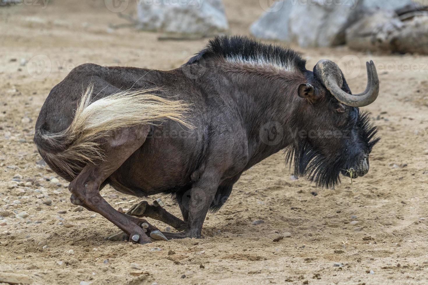 gnu in kruger park south africa while sitting photo