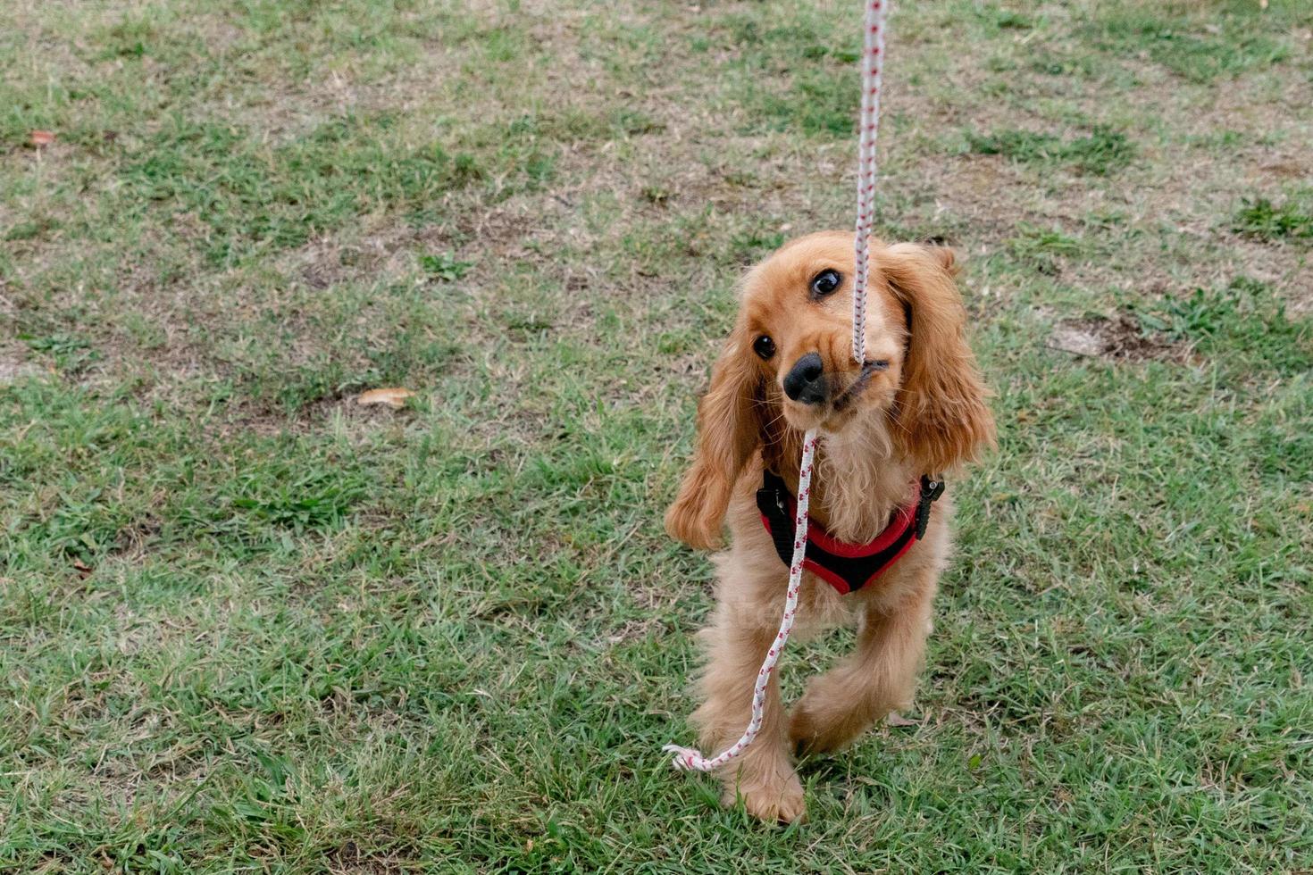 puppy dog cocker spaniel playing with rope photo