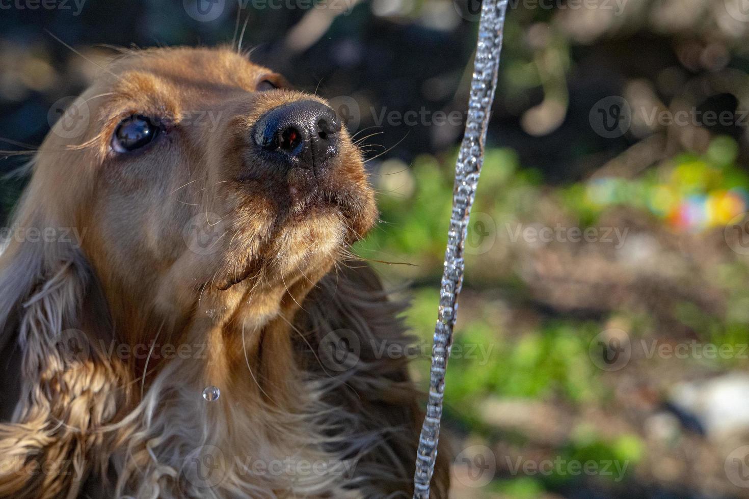 Thirsty Dog puppy cocker spaniel drinking photo