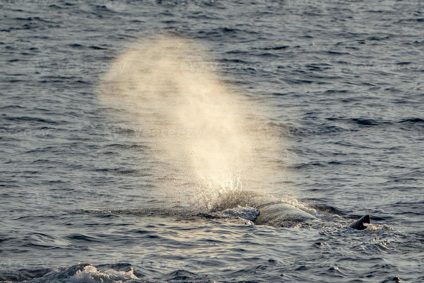 Sperm Whale at sunset while blowing photo