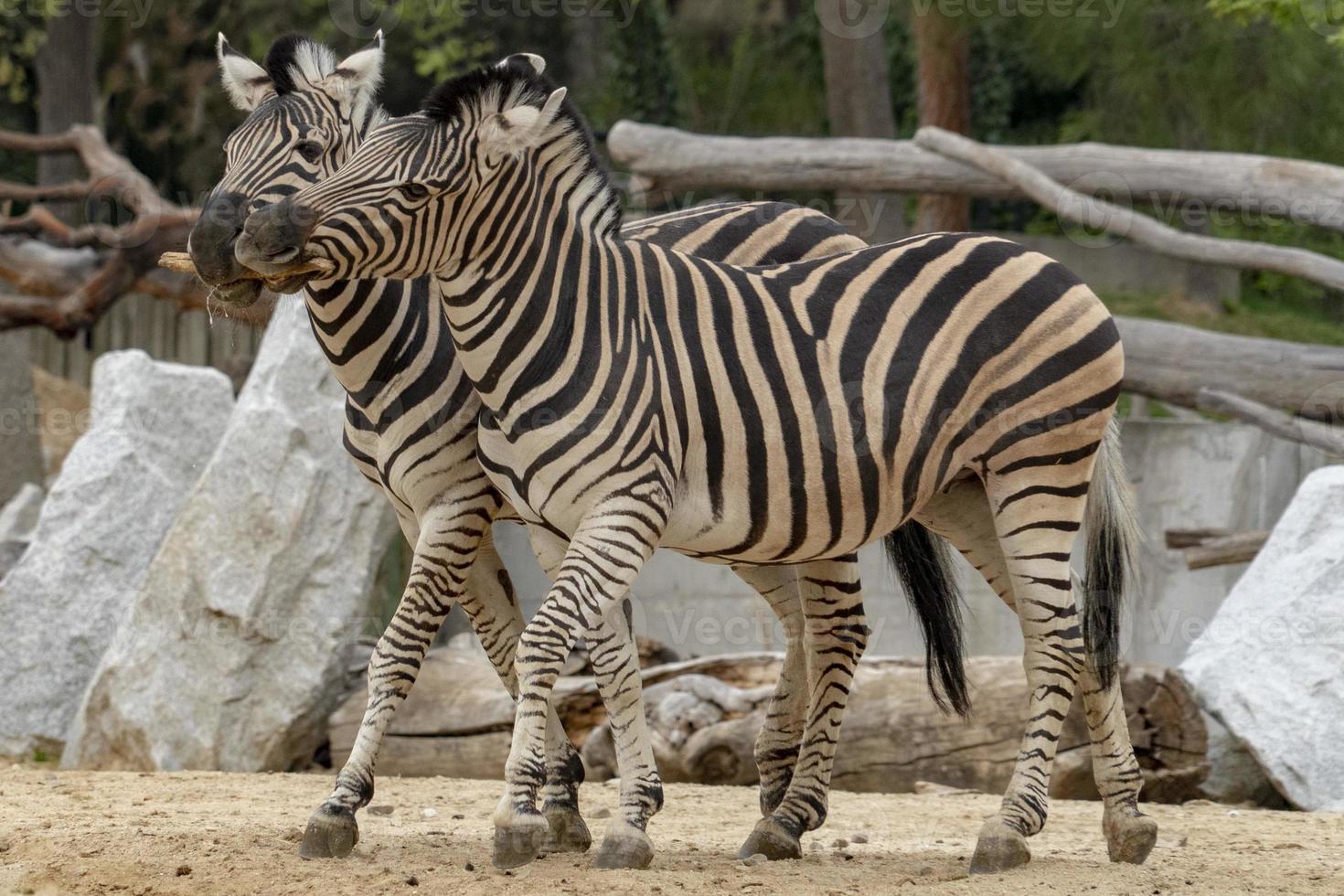 Tanzania zebra holding wood in mouth photo