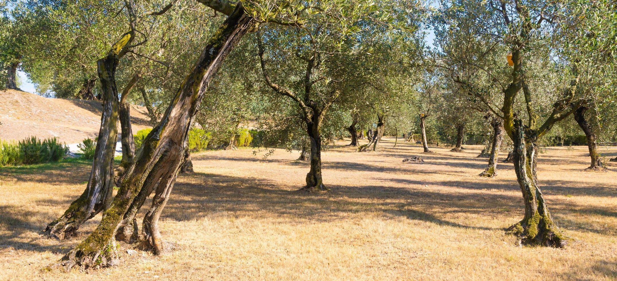 Olive tree cultivation in Italy. Organic outdoor plantation in rural scenery location. photo