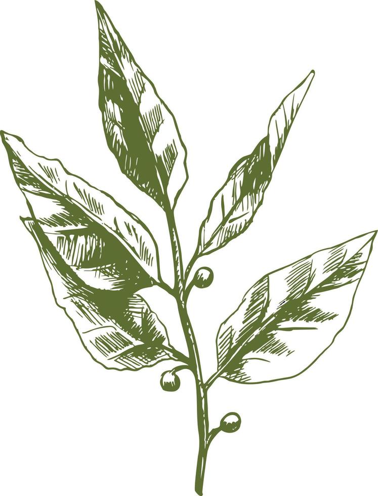 Bay leaf  hand drawn vector, sketch in ink. Kitchen herbs and spices vector