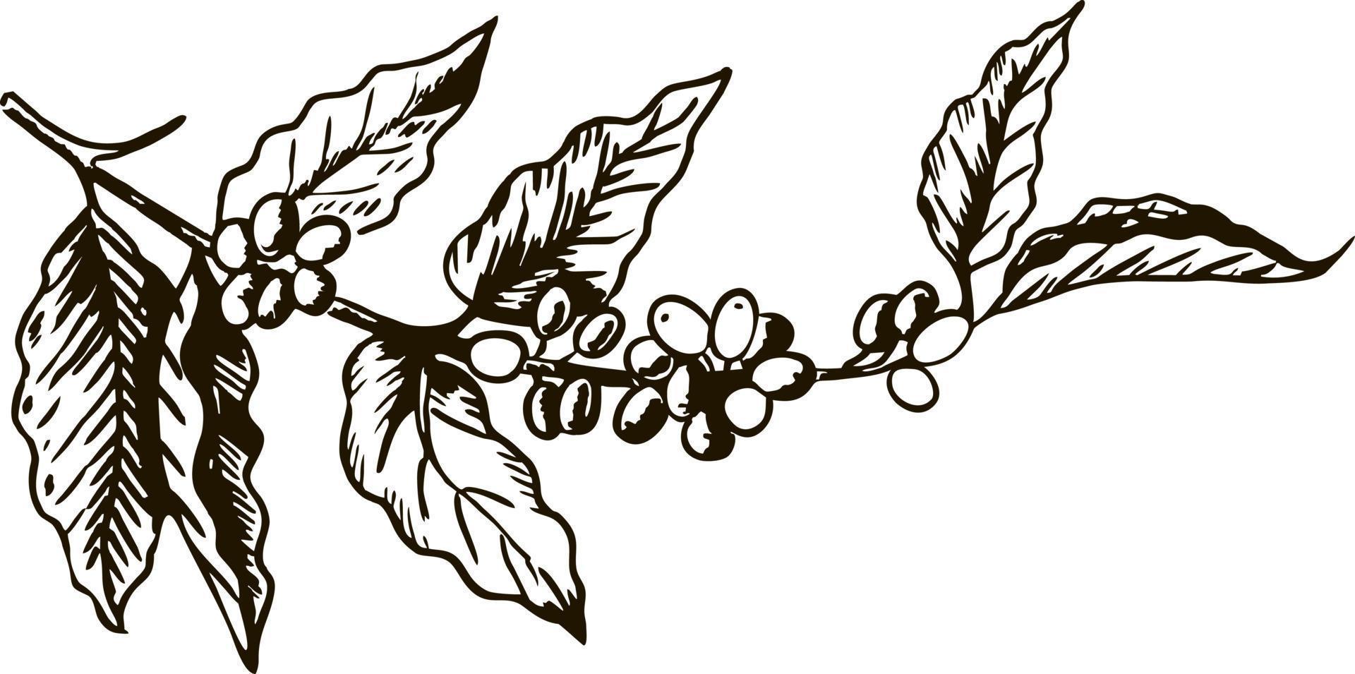 Coffee branch with leaf, berry, coffee bean, fruit, seed. Natural organic caffeine. Hand drawn vector illustration