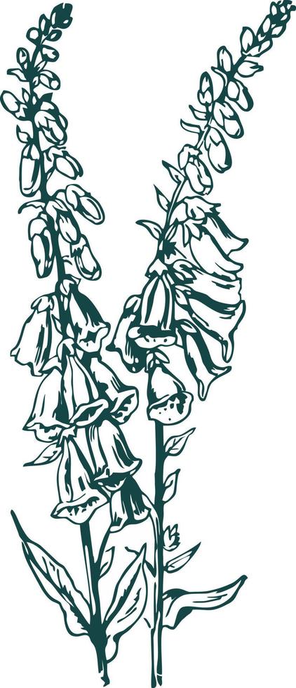 Purple Foxglove or Common Foxglove or Lady's Glove or Digitalis purpurea, vintage engraving. Botanical drawing, sketch ink, isolate vector