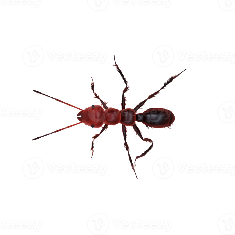 3d ant isolated png