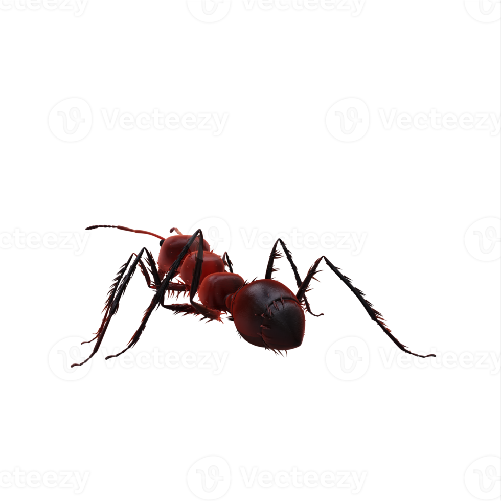 3d ant isolated png