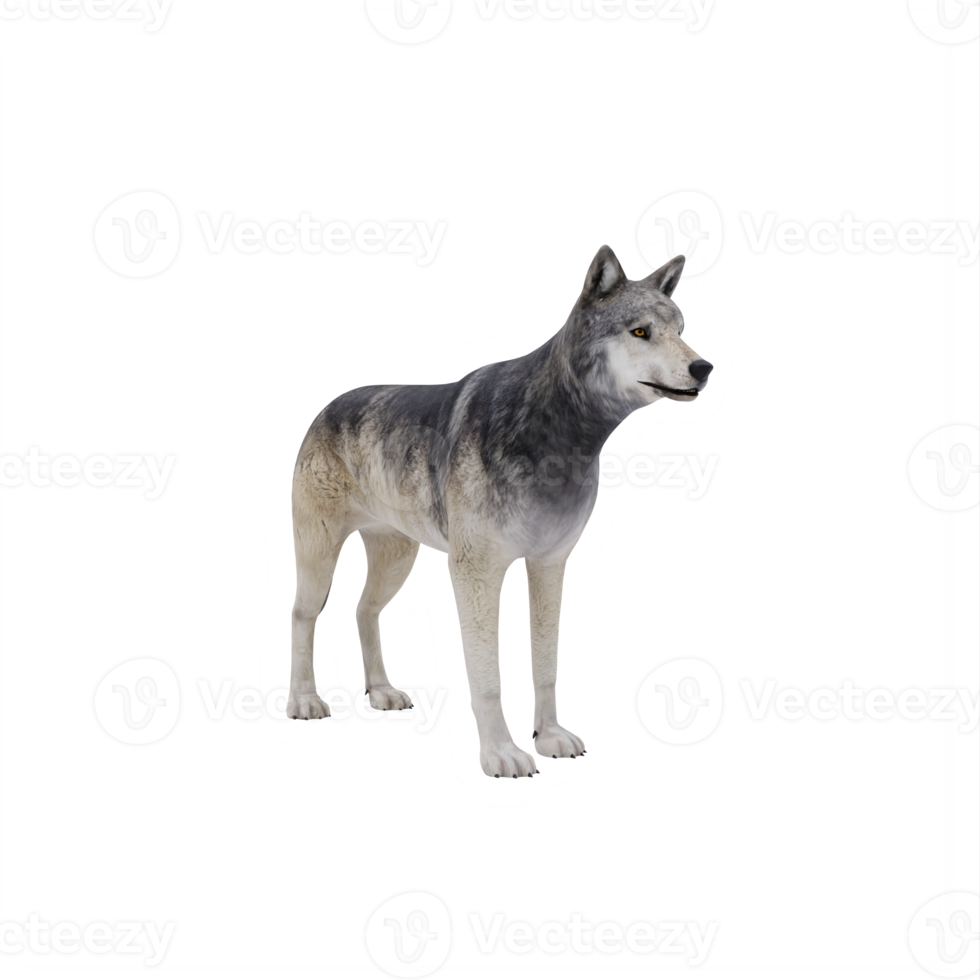 3D wilder Wolf isoliert png