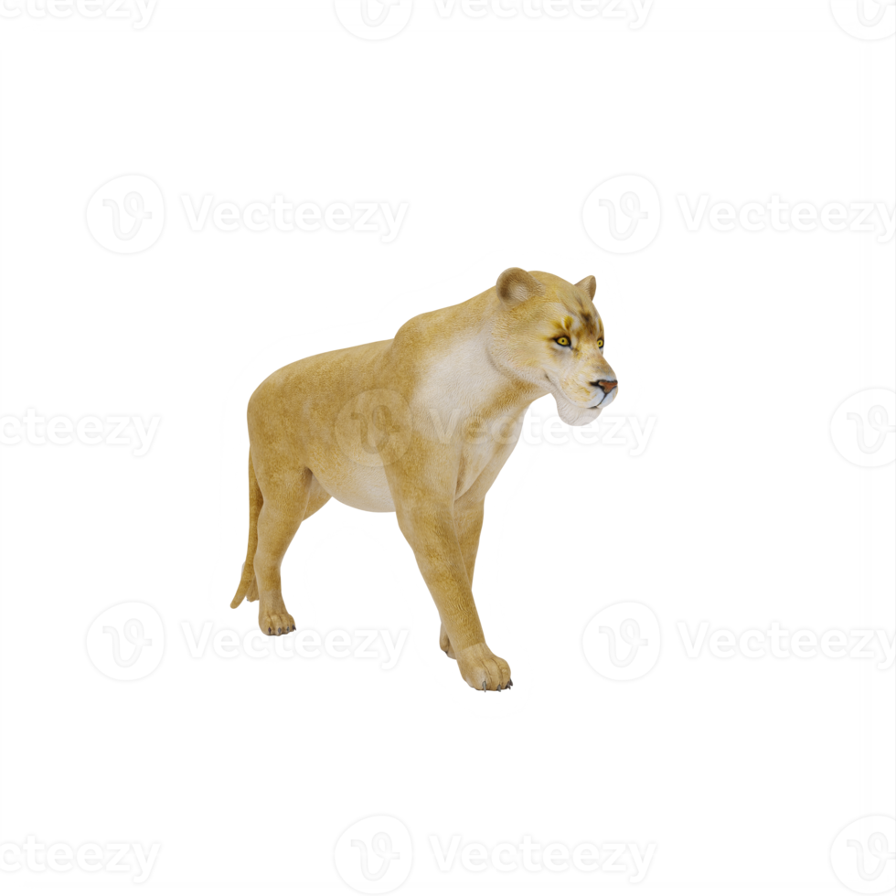 3d Lioness isolated png