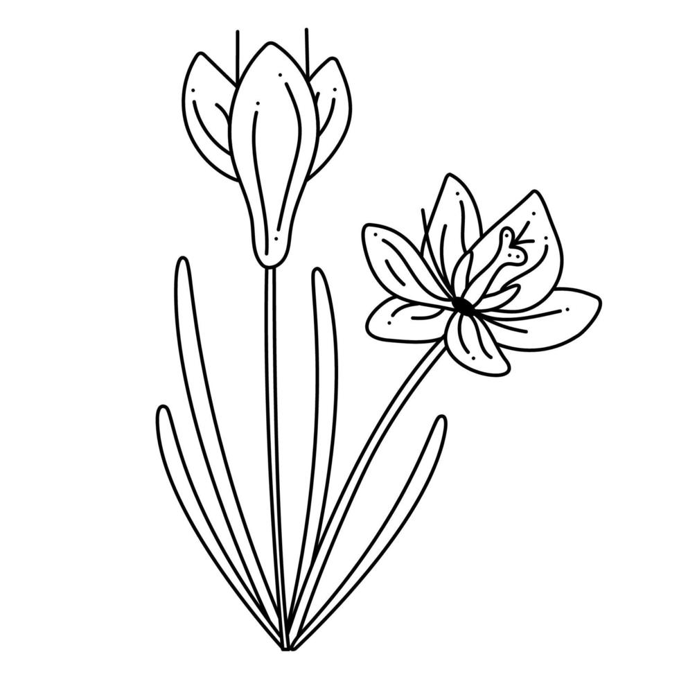 Crocus, saffron doodle. Hand drawn outline vector illustration ...