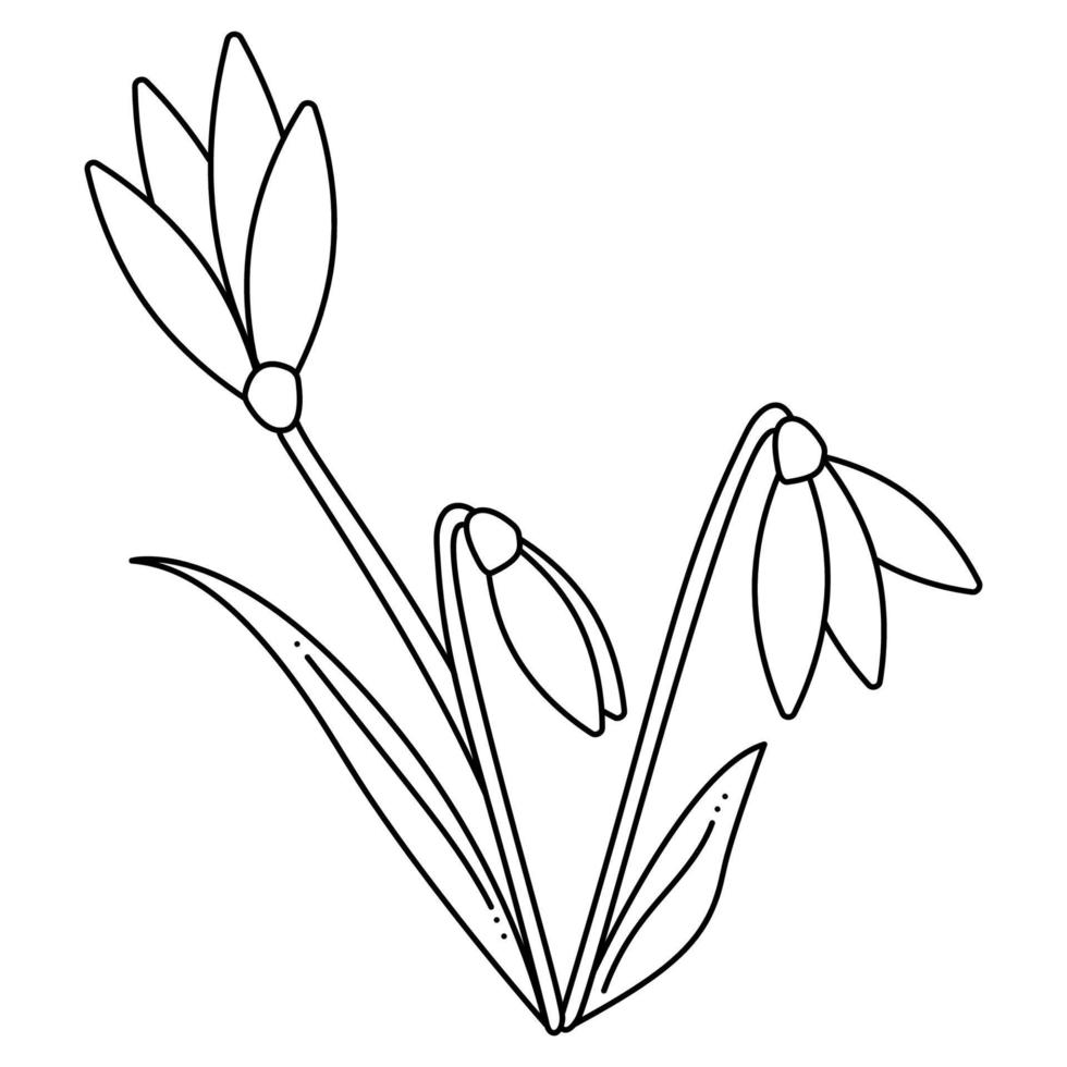 Snowdrop doodle third. Hand drawn outline vector illustration. 18814679 ...