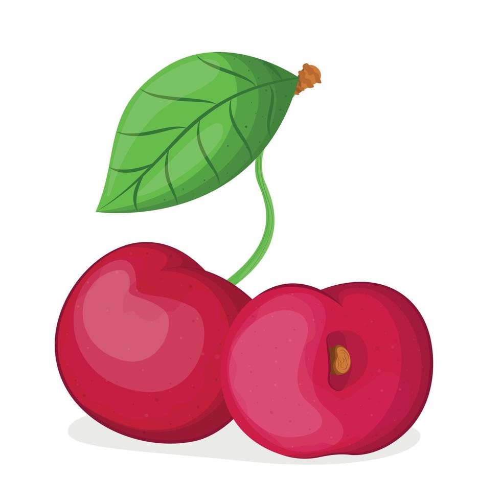Vector illustration of cherry isolated on white background, cherry with leaves, half cherry, piece of cherry isolated