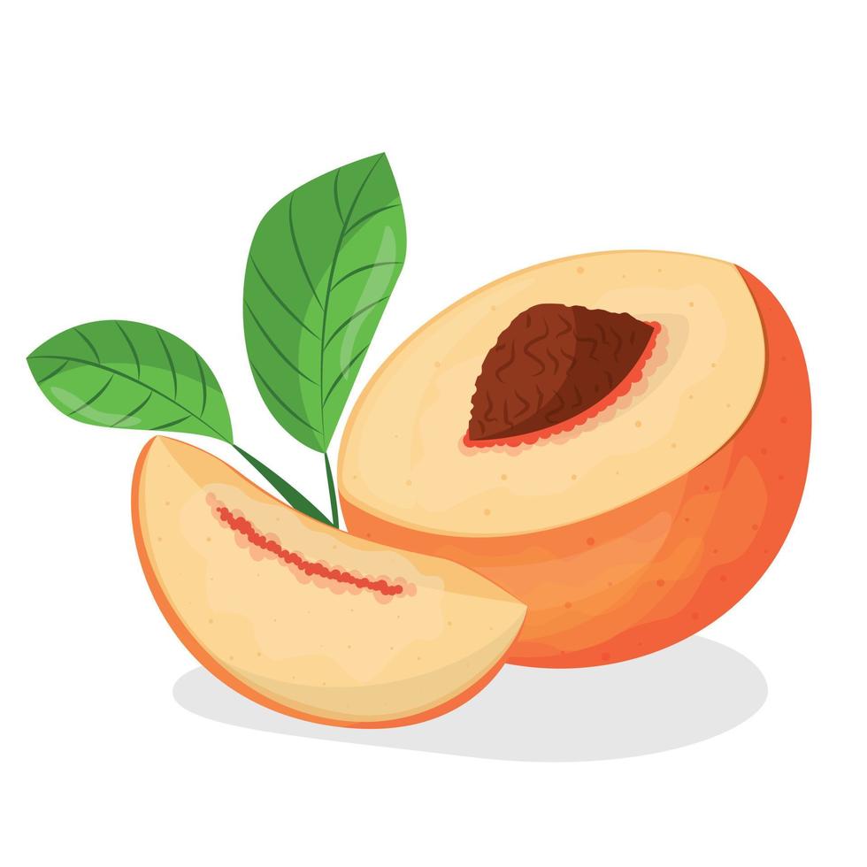 vector illustration of peach isolated on white background, peach with leaves, half of peach, piece of peach isolated