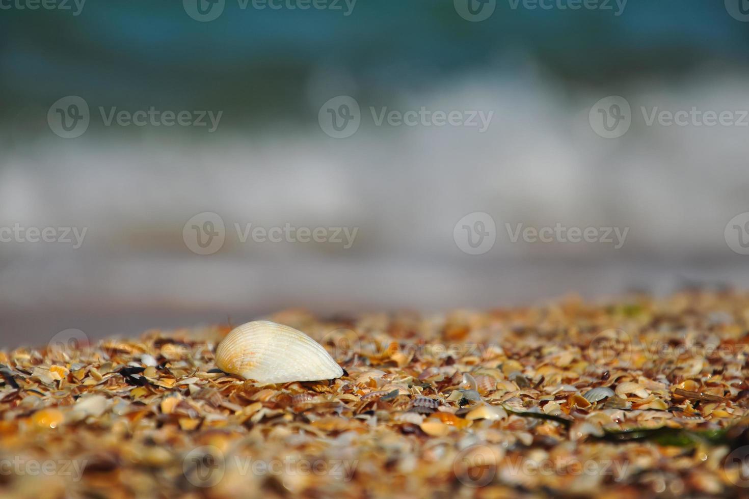 A large seashell on the beach against the background of a white lamb wave photo