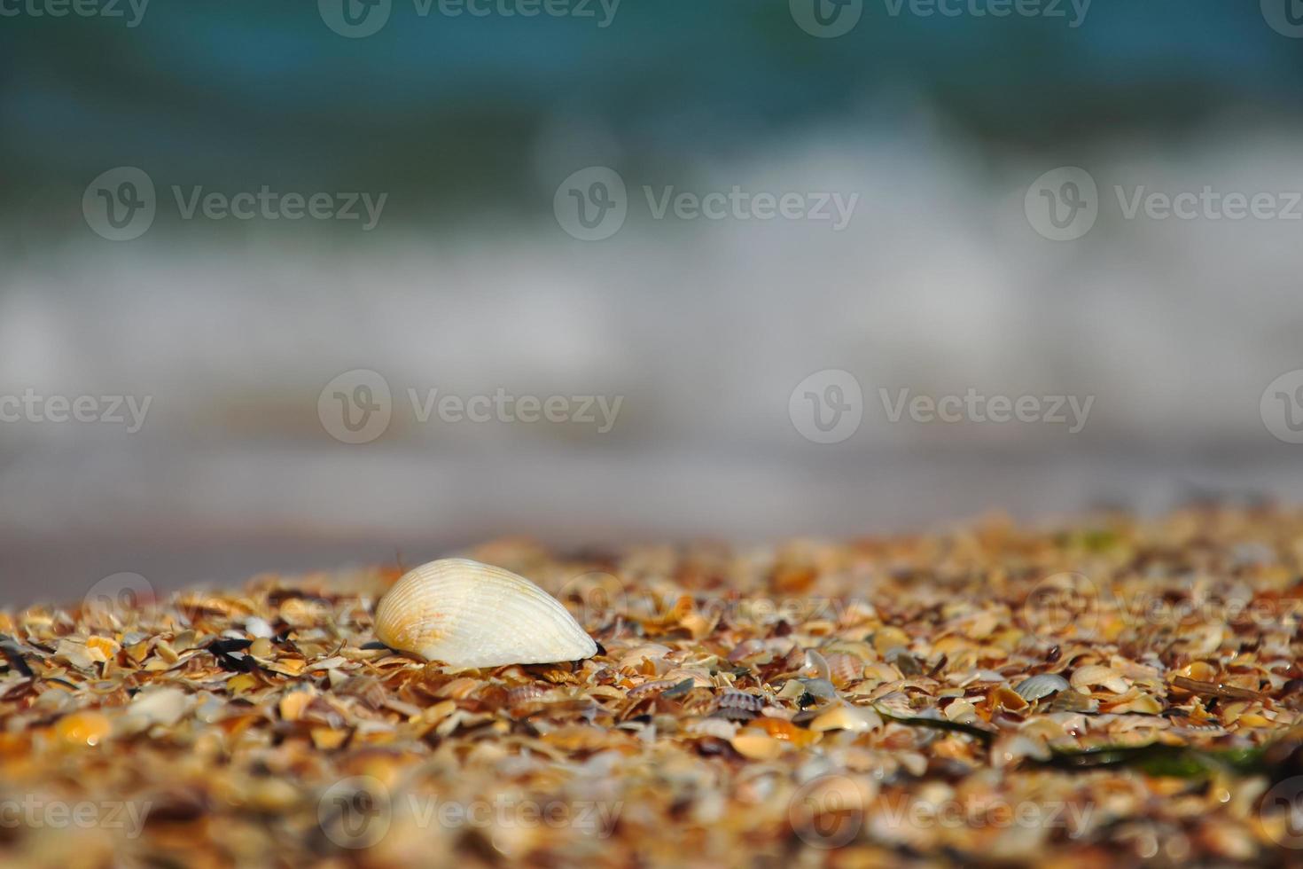 una gran concha marina en la playa con el telón de fondo de una ola de cordero blanco foto