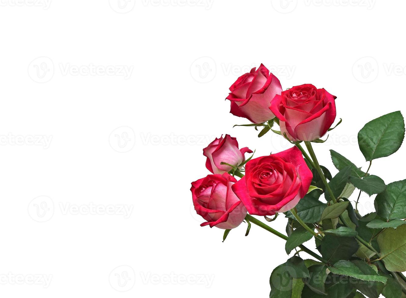 bouquet of Large red rose flower isolated on a white background. Design element photo
