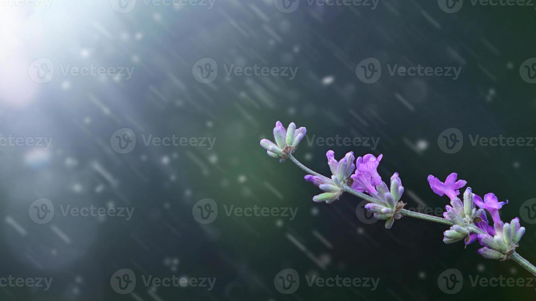 sprig of lavender on a dark green background with a ray of sun and a drops of rain. photo