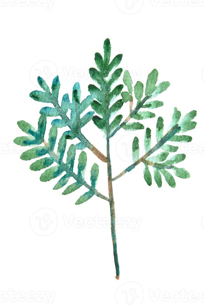 fluffy branch of green leaves watercolor clipart on white. Hand drawn illustration of summer greenery. photo