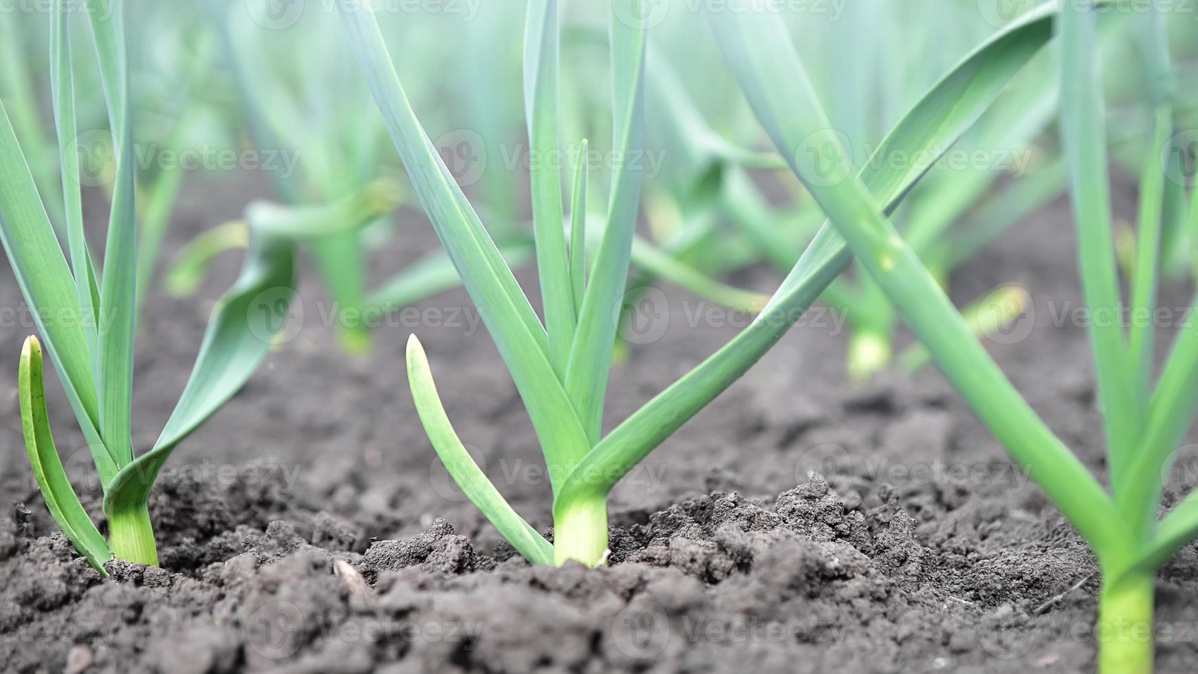 Bed with young garlic. Spring planting on the farm. photo
