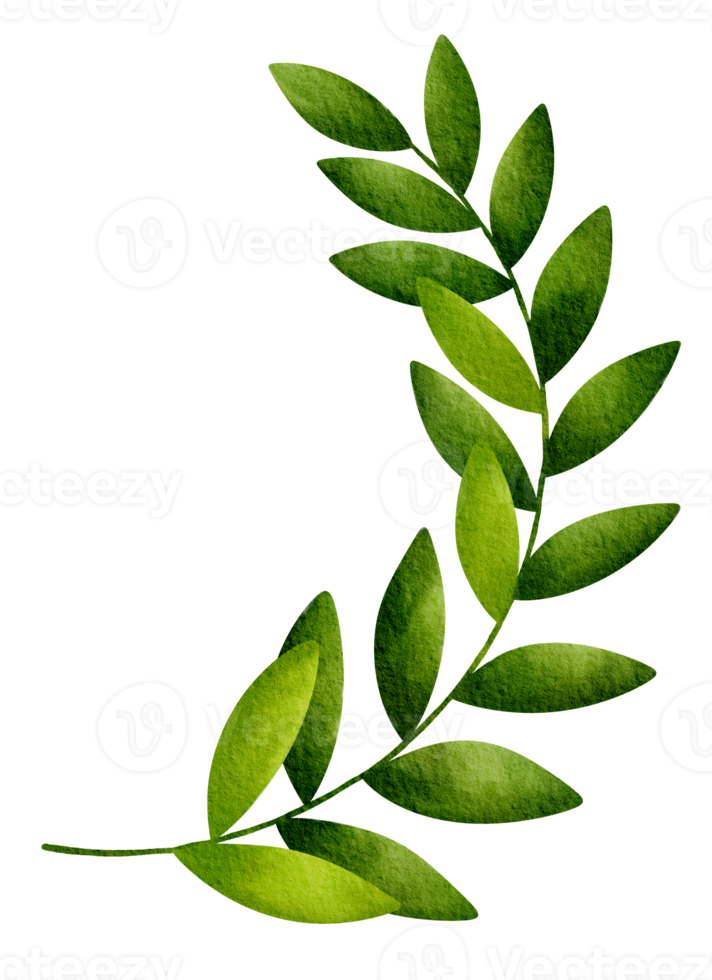 watercolor tropical and exotic green leaves tree png