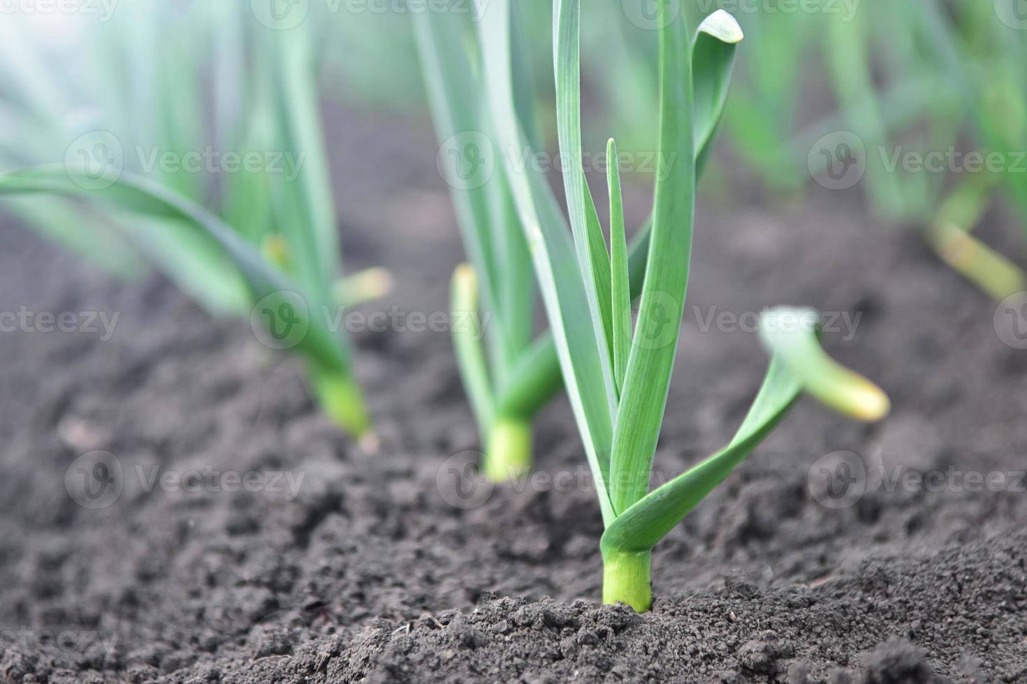 Garden bed with young garlic. Spring planting on the farm. photo