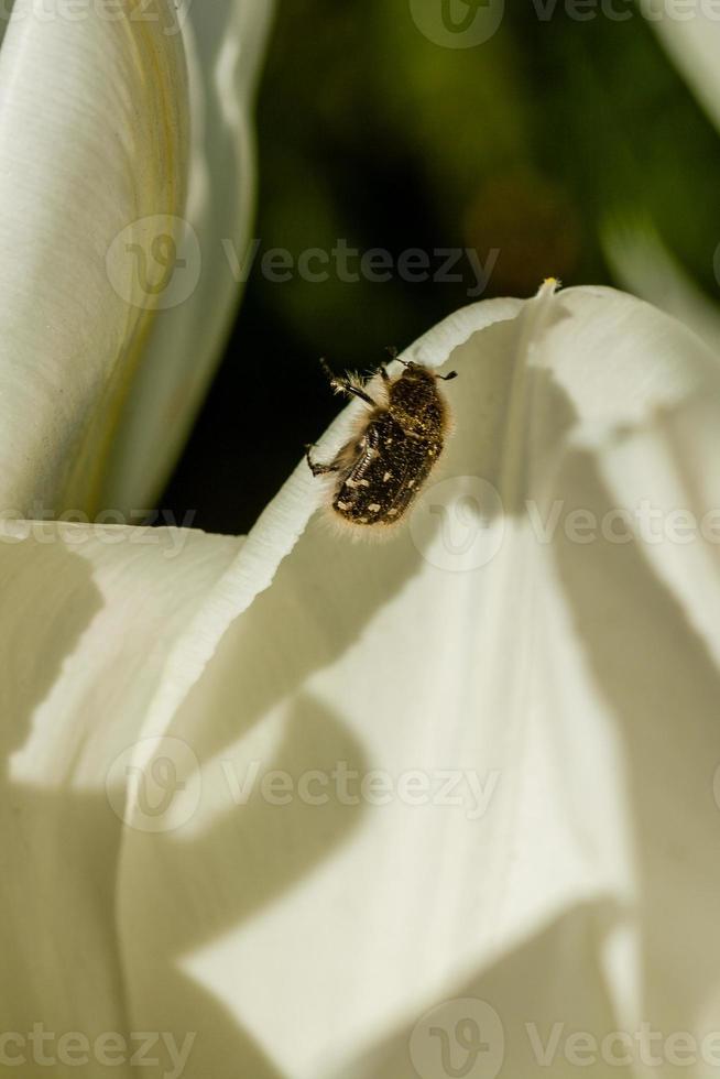 White tulips with an insect on a petal photo