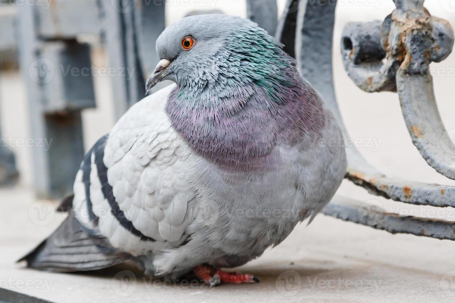 portrait of a beautiful dove photo