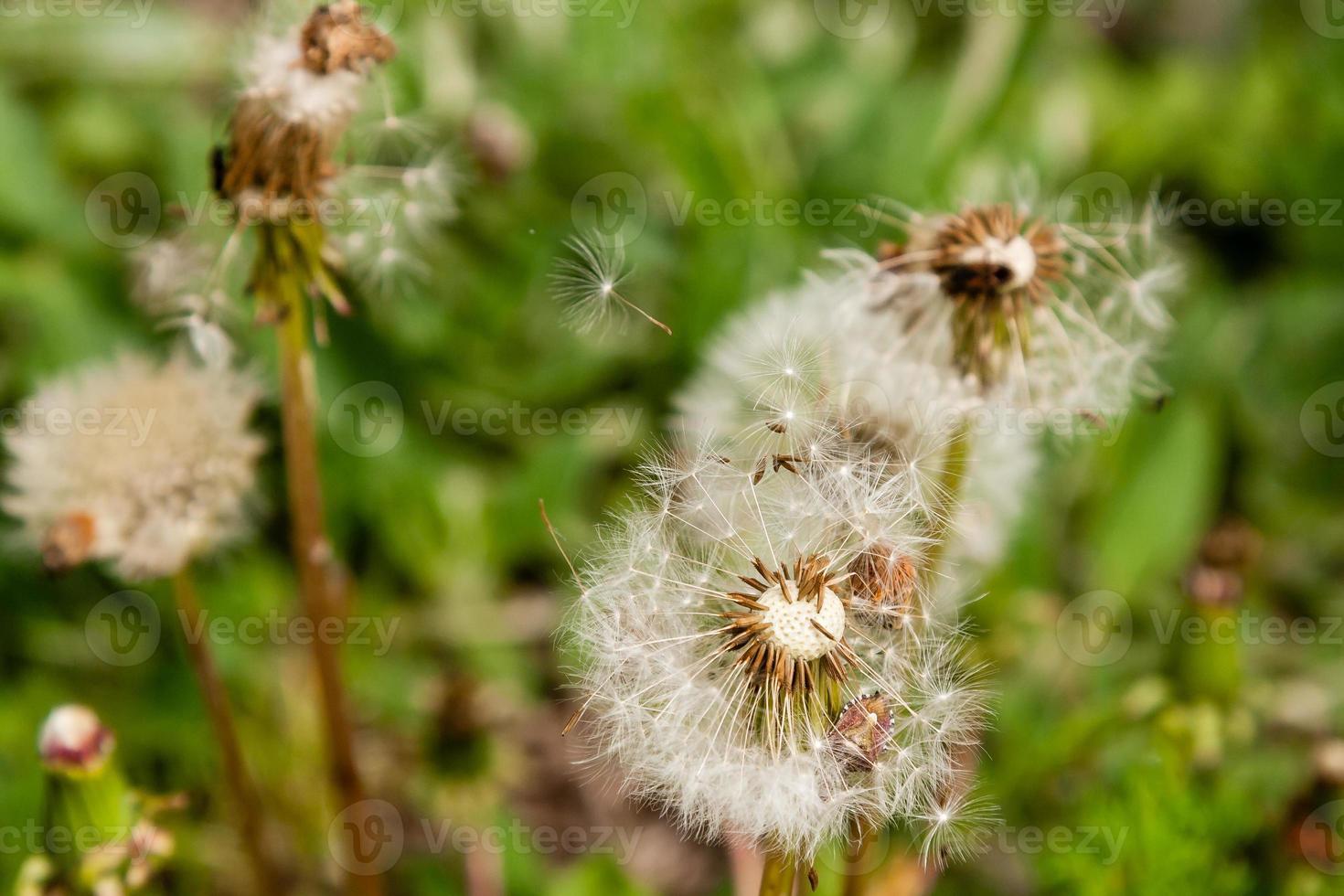 Macro dandelions on a background of green grass photo