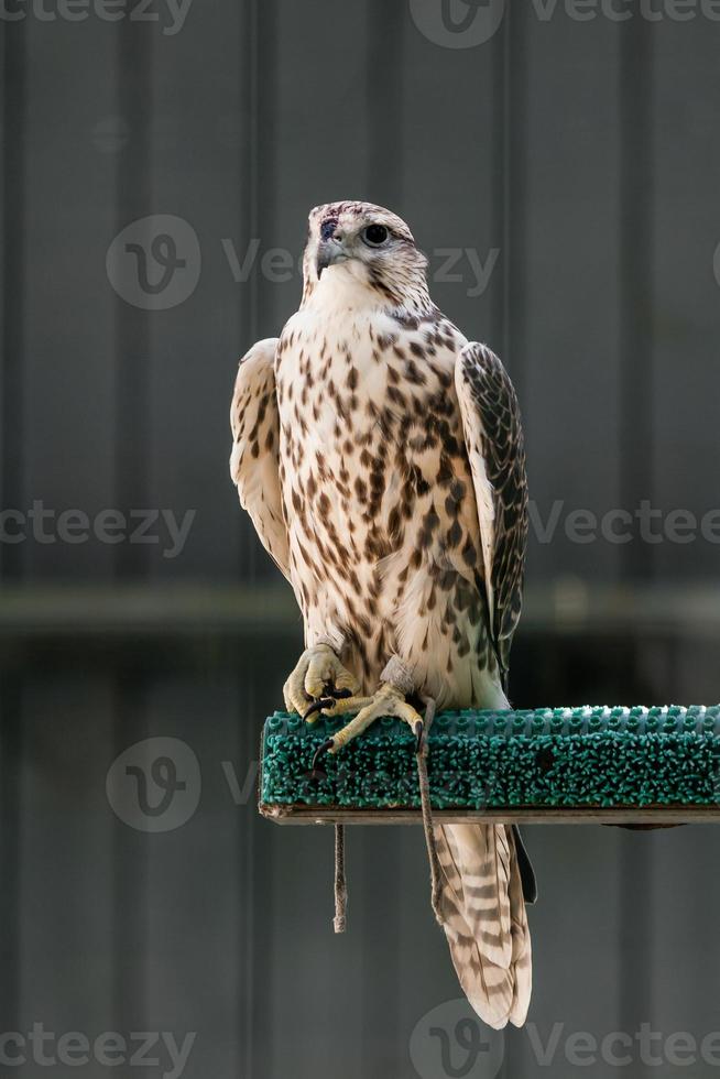 Beautiful falcon close up photo